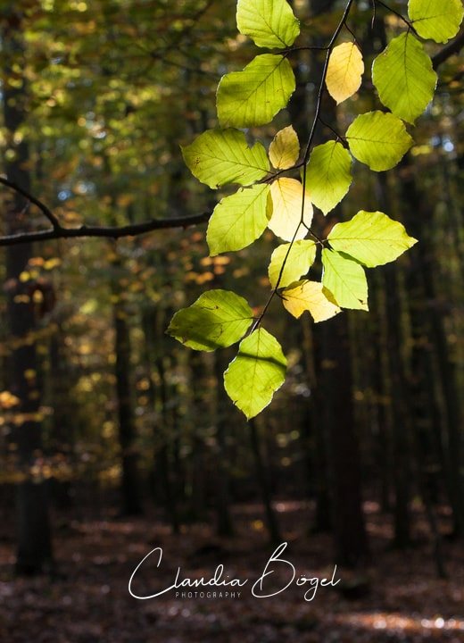 sachsenwald zweig von oben hochkant claudia bögel mitte